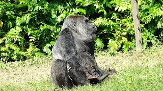 Baby Gorilla Makongo Finishes a Whole Milk Bottle amp Enjoys Time Outside with Mom [upl. by Aiam]