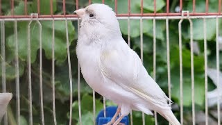 Canarys most powerful song for training  Best Canary Singing¸ Canary Bird [upl. by Annert]