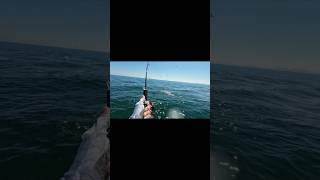 QUEEN FISH kuwait الكويت fishing jetboat oceanslegacy7818 MudAndWavesTV fishuslures [upl. by Arait]