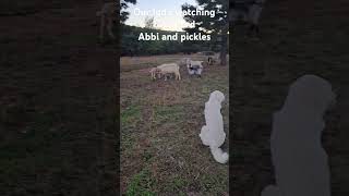 Our livestock dogs watching over herd [upl. by Assiled]