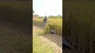 Dhaan Cutting Machine 2025 riteshvlogs farming dhan agriculture shorts shortvideo short [upl. by Tnomal60]