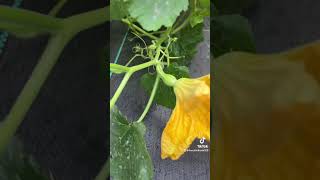 1st Cushaw Squash Ever  Georgia Zone 8a [upl. by Utham]