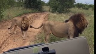 Ndhzenga Male Lions following the scent of Talamati young male  Few Days Ago [upl. by Simonne]