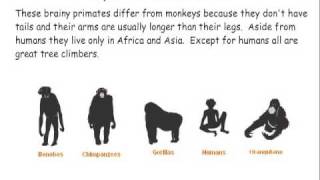 Primate Classification [upl. by Revell]