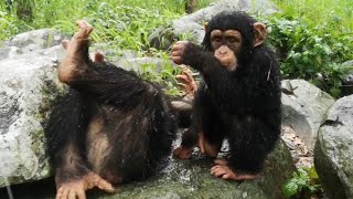 Amazing Chimpanzees Dancing amp Playing [upl. by Hirai]