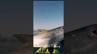 fishing milkfish fishingmethods fishingtechniques amazing fish trending shortvideo [upl. by Sirhc463]