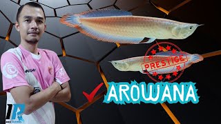 REVIEW LEGKAP AROWANA SILVER RED BRAZIL BY IR Cysara  IRC011 [upl. by Clancy858]