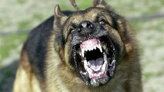 Large Dog Barking SFX Aggressive Loud Dogs 12 Hours High Quality Sound Effects of Canine Barks [upl. by Aspa366]