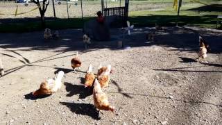 Mangime per galline HD [upl. by Anikat]