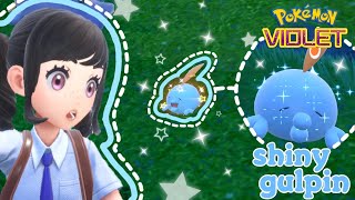 ♡ THE BEST LITTLE BLUEBERRY FINDING SHINY GULPIN Pokemon Violet ♡ [upl. by Bobine]