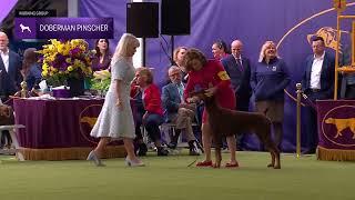 Doberman Pinschers  Breed Judging 2024 [upl. by Akkina930]