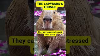 Fascinating Capybara Facts  Discover the Worlds Largest Rodent shorts [upl. by Enyt]