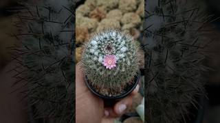 Cute pink Mammillaria cactus flower 🌵🌸 cactus cactos cactusflower shorts [upl. by Thetis595]