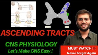 Neuroanatomy Ascending Tract CNS Physiology Spinothalamic Tract Spinal Cord Explanation  Mnemonic [upl. by Ready484]