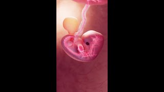 The Heartbeat of Life at 8 Weeks science [upl. by Neelahs]