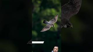 peregrine falcon speed wildlife birds nature wildlifephotography [upl. by Jenelle]