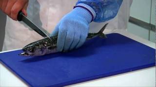 How to fillet a Mackerel how to prepare mackerel butterfly mackerel fillets [upl. by Naujek489]