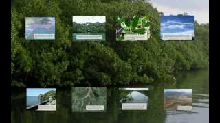 How Mangrove Forests Adjust to Rising Sea Level [upl. by Stalker]