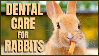 Dental Care for Rabbits [upl. by Steel]