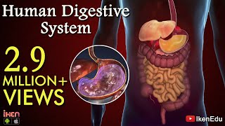 Learn About Human Digestive System  Animation Part 1 iKen  iKen Edu  iKen App [upl. by Streeter]