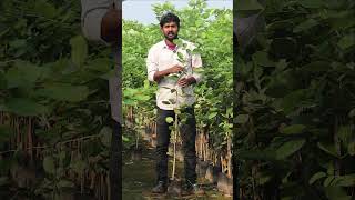 Red Sandal Plants  Erra Chandhanam Mokkalu  Best Wood Plants  Ashok Chakra Nursery [upl. by Frangos]