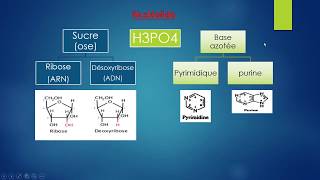 Les acides nucléiques génétique chapitre 1 biologie 2éme année [upl. by Eednac620]