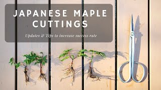 Japanese Maple Cuttings  Updates and Tips on increasing success rate Things I did [upl. by Beckerman]