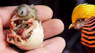 The beauty of EXOTIC pheasants hatching their own eggs [upl. by Leruj]