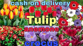 winter flower bulbs tulips anemone crocusiris allium daffodils whatsapp 8273837165 [upl. by Enaitsirhc878]