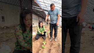 Rural Farmer Useful This Satisfying Seedlings Planting Tool 👍 shorts youtubeshorts [upl. by Aelrac]