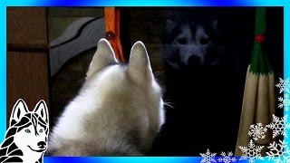 My Dog Reacts to Reflection of Herself and THIS Is what Happened [upl. by Aislehc265]