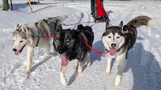 The Dogs Go Do Sledding AND Memphis Health News [upl. by Oza]