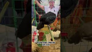 International Gamefowl Expo 2024 [upl. by Biebel901]