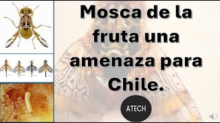 Mosca de la fruta una amenaza para Chile ATECH [upl. by Born]