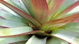 Bromeliad  Alcantarea Imperialis  Top 10 Bromeliads HD 13 [upl. by Arvind141]