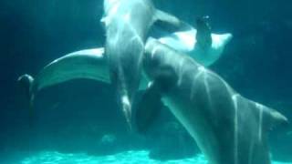 Dolphins Mating [upl. by Jud110]