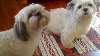 Singing Lhasa Apso [upl. by Atirahs]