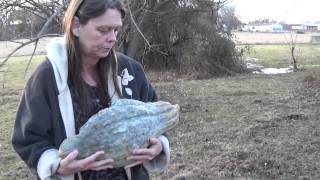 Saving seed from Blue Hubbard squash [upl. by Emilia]