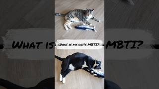 What is my cats MBTI  Cats review floppy fish toy [upl. by Emirak]