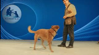 TutorialCOME INSEGNARE AL CANE A RISPONDERE AL NOME E PRESTARE ATTENZIONE TUTORIAL [upl. by Nerred]