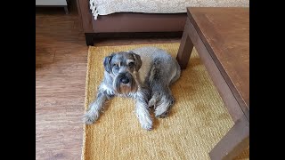 Standard Schnauzer likes the new rug [upl. by Lidaa155]