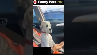 Funny Pets Ep 150 shorts [upl. by Aehsan]