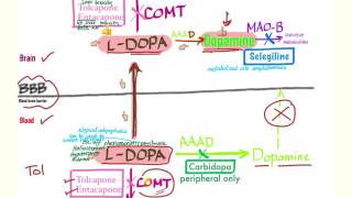 Parkinson’s Pharmacology  Neurology [upl. by Ahsinar]