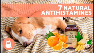 7 HOME REMEDIES for ALLERGIES in DOGS 🐶✅ Do These Natural Antihistamines Work [upl. by Renata427]