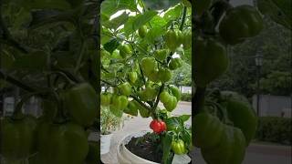 Amazing homestead vegetables  smartfarming  urbangardening  shorts [upl. by Milas]