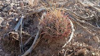 Biznaga bola uncinada Glandulicactus uncinatus [upl. by Maidel561]