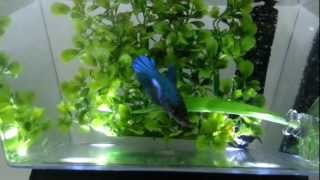 Blue Female Veiltail Betta [upl. by Bernardina554]