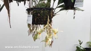 OrchidWeb  Stanhopea ruckeri [upl. by Zinn]