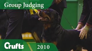 Rottweiler Wins Working Group Judging at Crufts 2010  Crufts Dog Show [upl. by Etnohs]