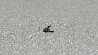 Video of a Pseudoscorpion aka False Scorpion or Book Scorpion with claws moving outdoors motion [upl. by Lesnah]